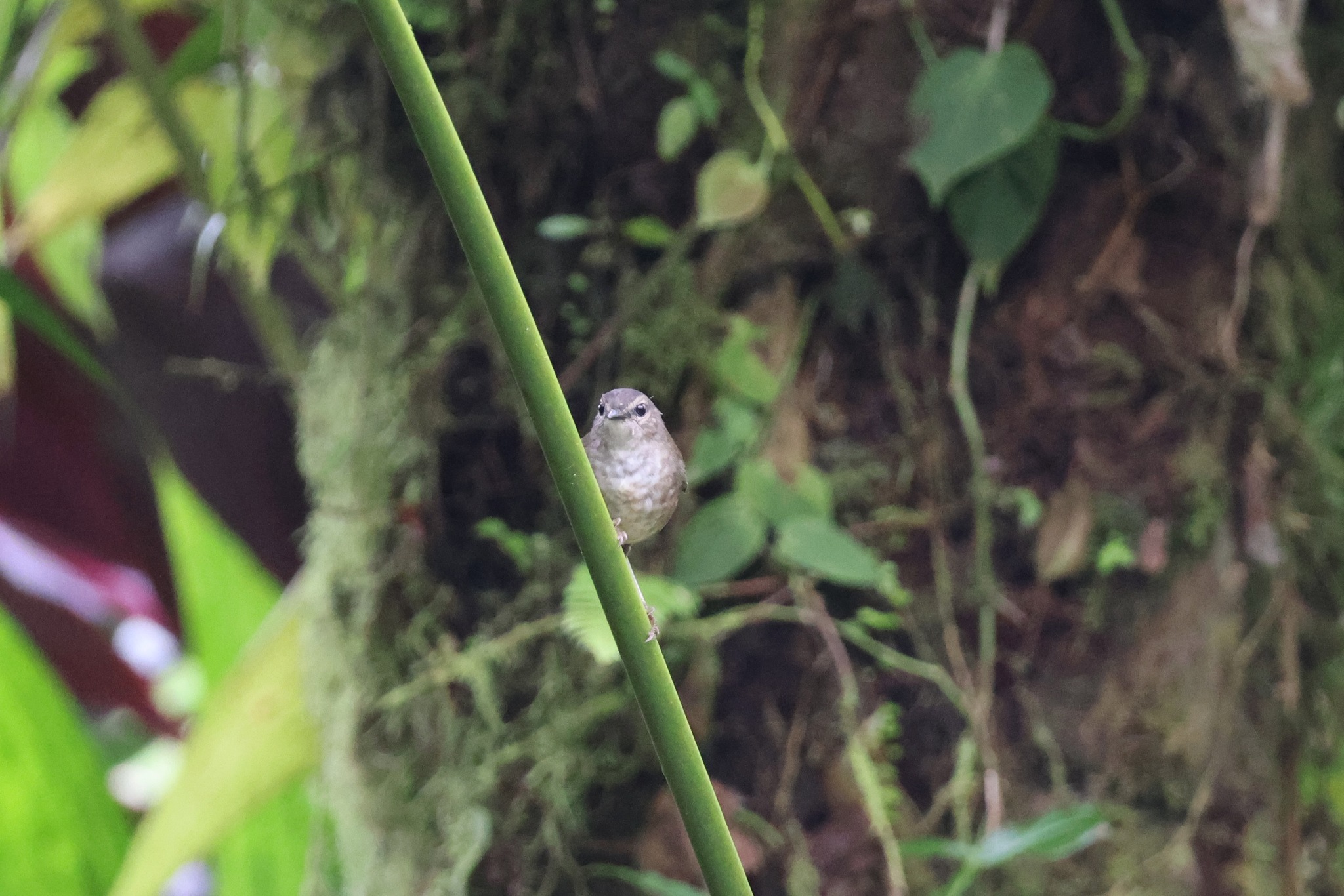 Buff-rumped Warbler (Myiothlypis fulvicauda), photo 8