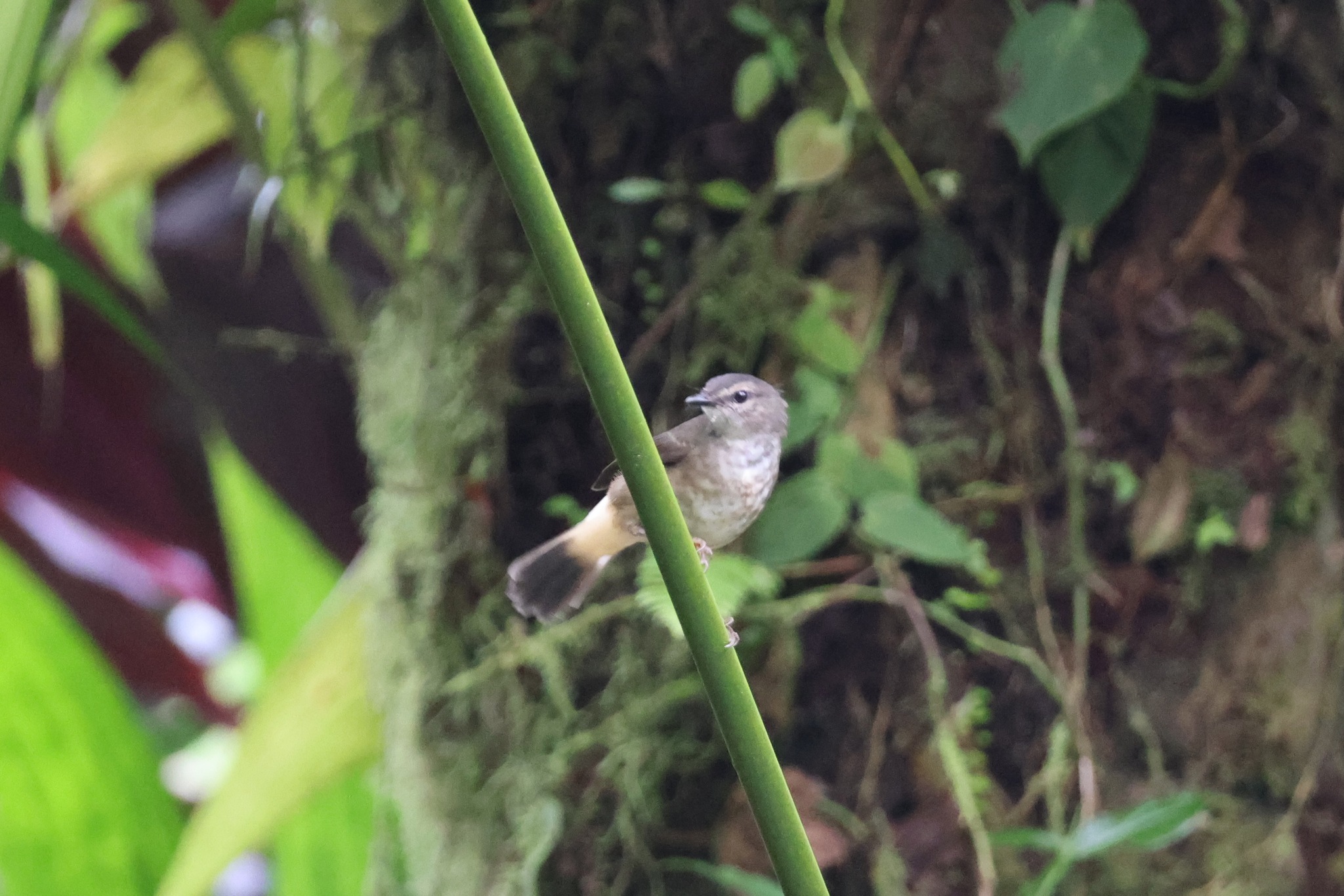 Buff-rumped Warbler (Myiothlypis fulvicauda), photo 3