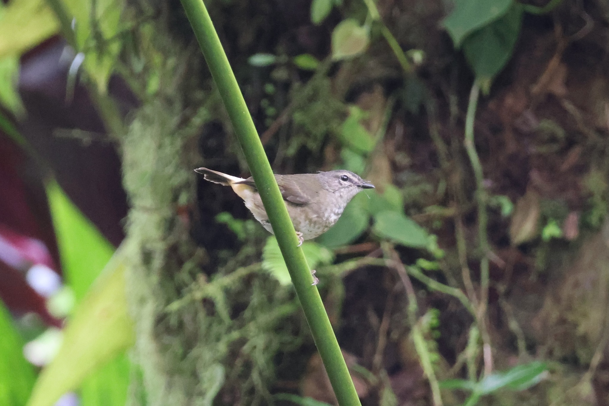 Buff-rumped Warbler (Myiothlypis fulvicauda), photo 4