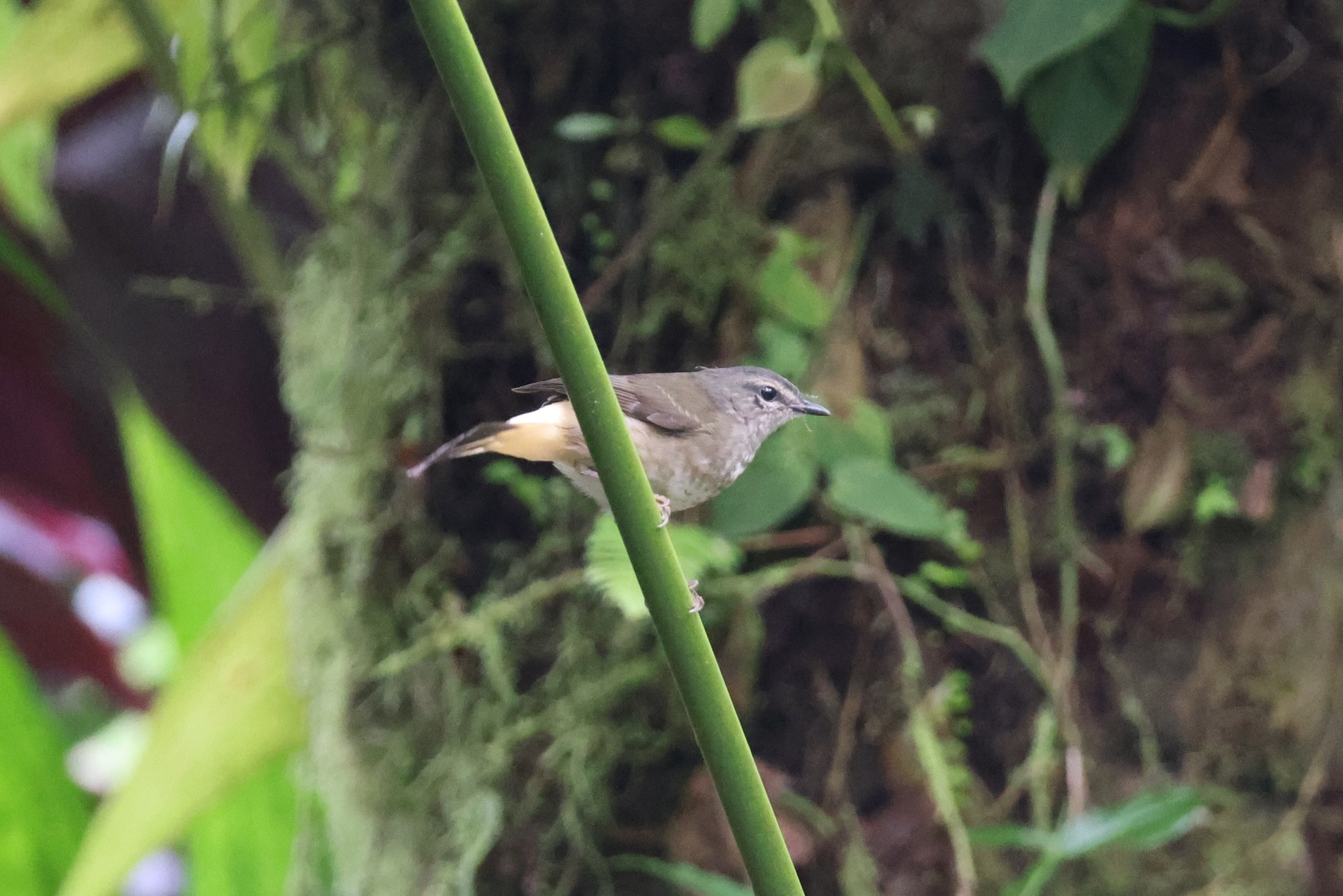Buff-rumped Warbler (Myiothlypis fulvicauda), photo 5