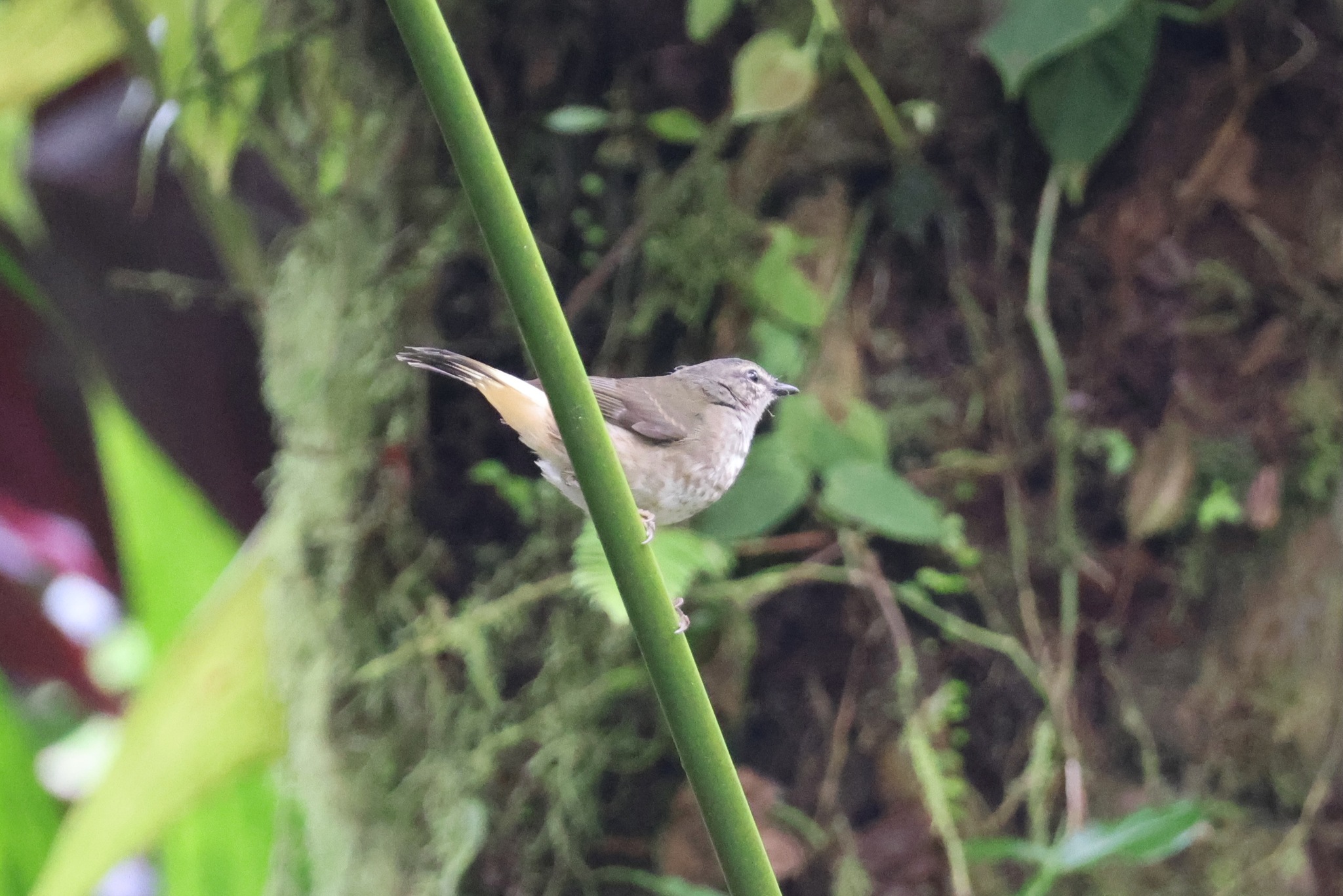 Buff-rumped Warbler (Myiothlypis fulvicauda), photo 6
