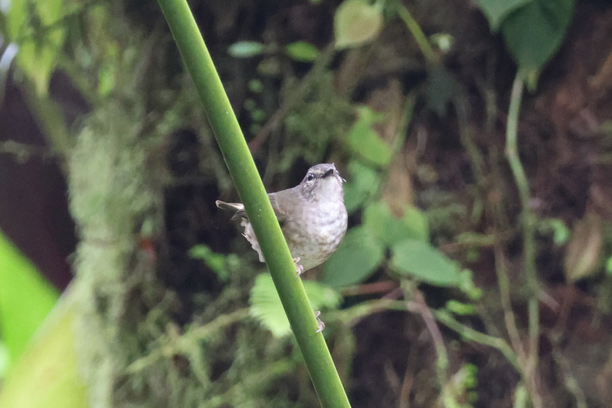 Buff-rumped Warbler (Myiothlypis fulvicauda), photo 7
