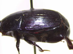 Margarinotus brunneus