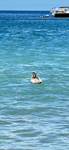 Brown Pelican observed by lithobates