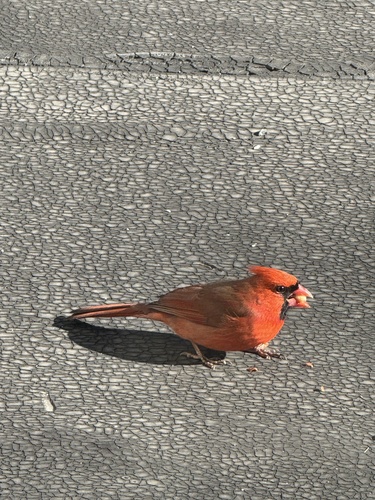 Northern Cardinal observed by cathypotts