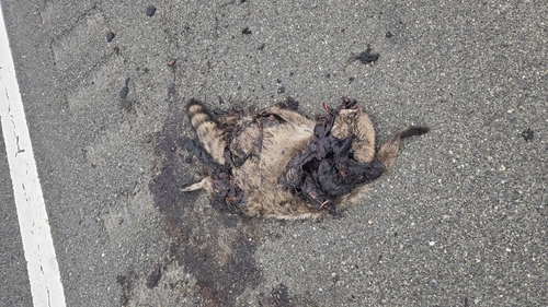 Common Raccoon observed by freerange