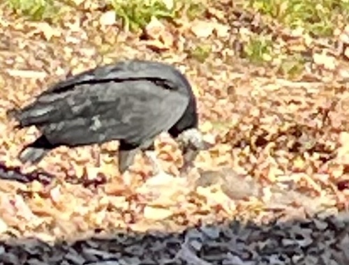 Black Vulture observed by ljusttx