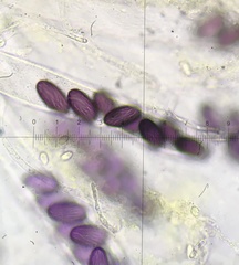 Ascobolus furfuraceus