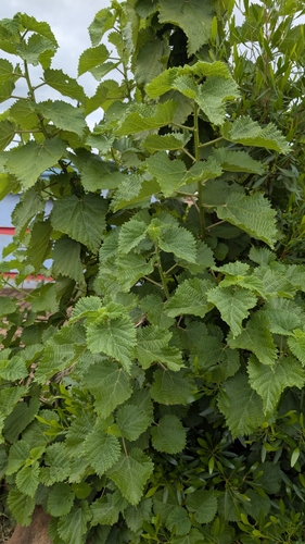 Rock Tree Nettle (Obetia tenax)