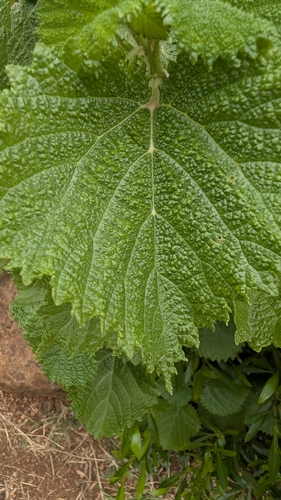 Obetia tenax, photograph 3