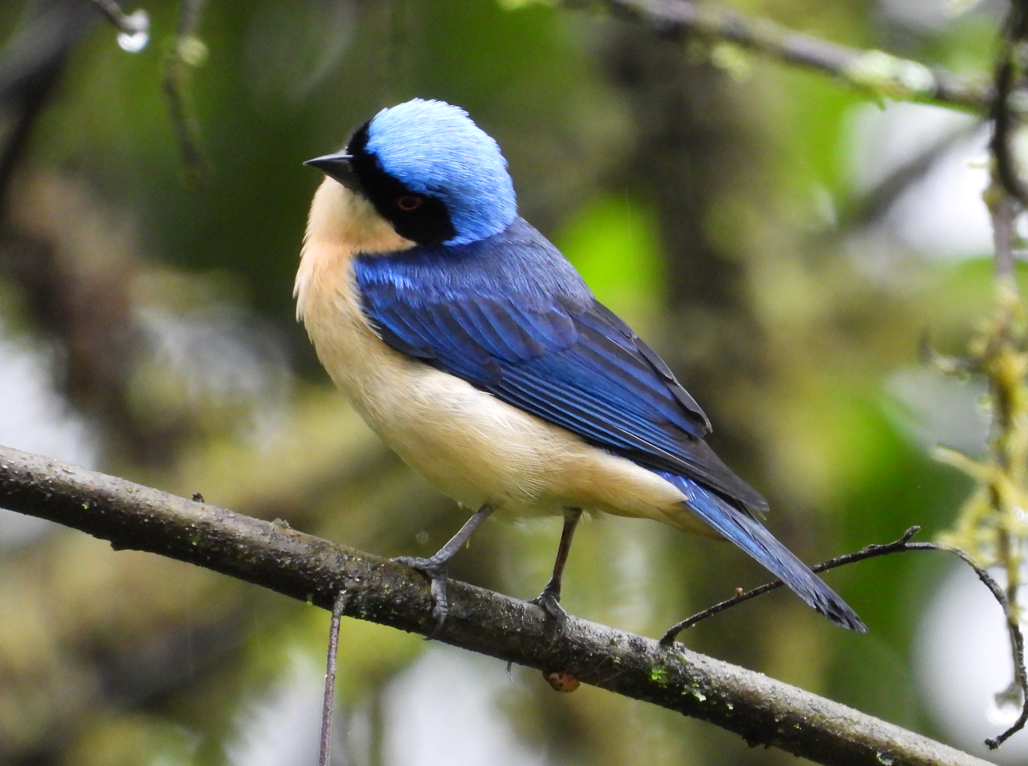 Fawn-breasted Tanager (Pipraeidea melanonota), photo 4