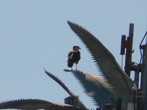 Crested Caracara observed by belgomex
