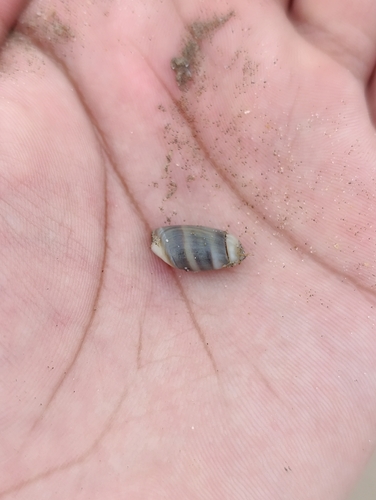 Olivella columellaris observed 2026-01-15