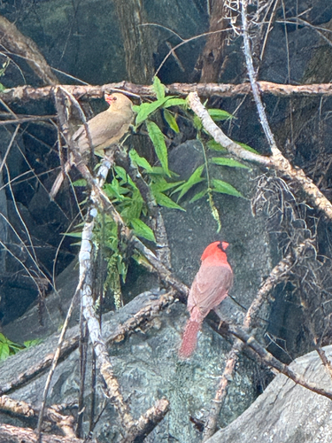 Northern Cardinal observed by mtntopview