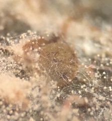 Ascobolus furfuraceus