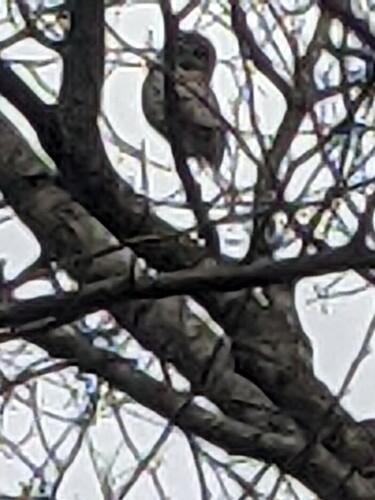 Barred Owl observed by rich168