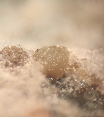 Ascobolus furfuraceus