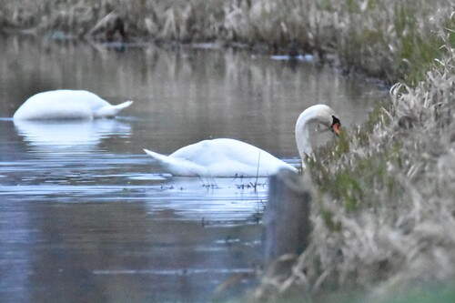 Knobbelzwaan observed by hermanberteler
