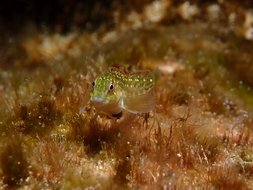 Rock-pool blenny (Parablennius parvicornis) — Blenniidae — 5