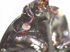 Margarinotus brunneus