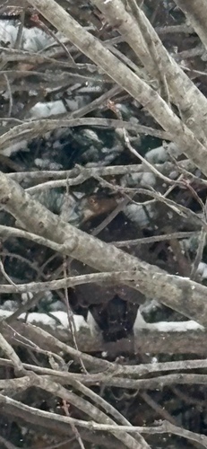 Cooper's Hawk observed by kaileighr