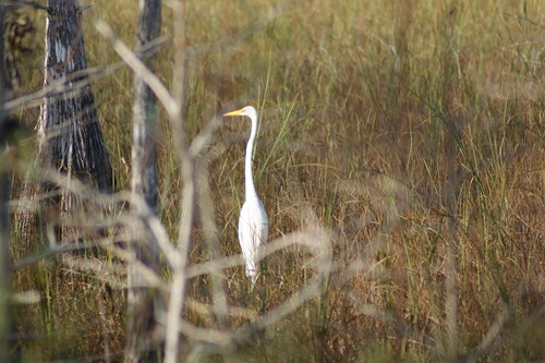 Great Egret observed by jmull28