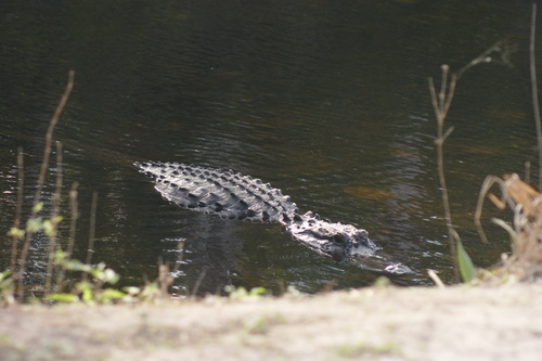 American Alligator observed by jmull28