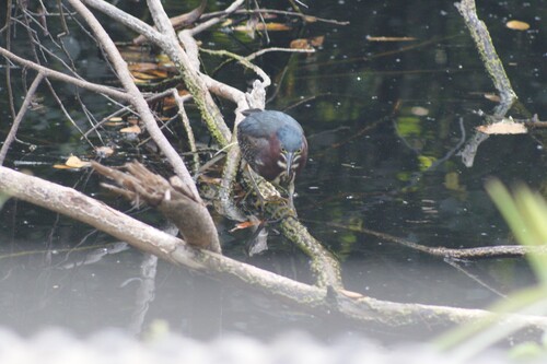 Green Heron observed by jmull28
