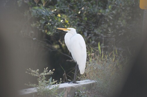Great Egret observed by jmull28