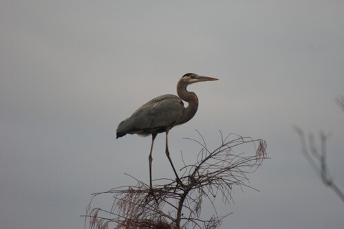 Great Blue Heron observed by jmull28