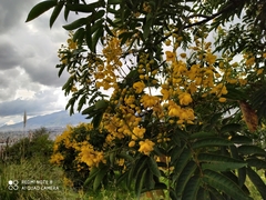 Senna viarum