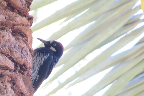 Pacific Acorn Woodpecker observed by billpalmer