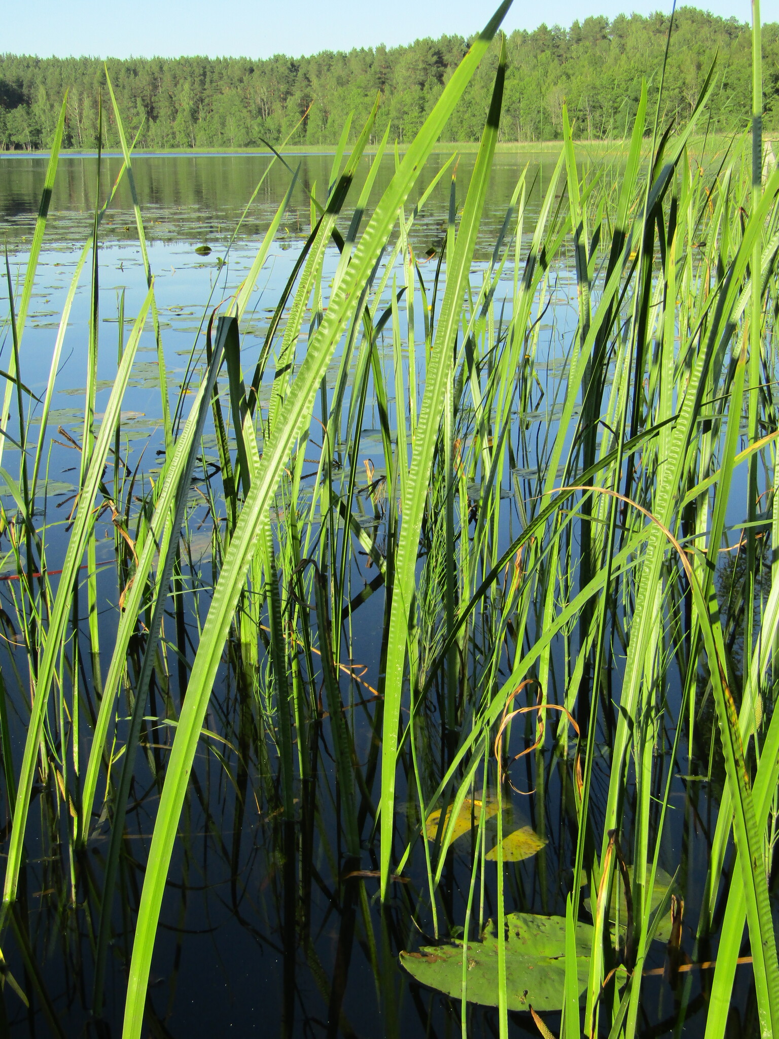 Calamus (Acorus calamus)