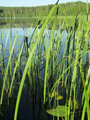 Kalmus (Acorus calamus)