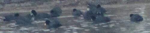 American Coot observed by dougbrown