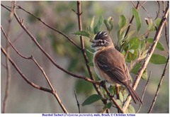 Polystictus pectoralis