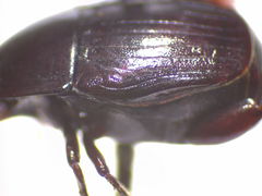 Margarinotus harrisii