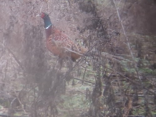 Ring-necked Pheasant observed by olmagon
