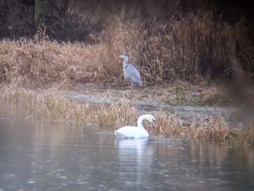 Mute Swan observed by olmagon