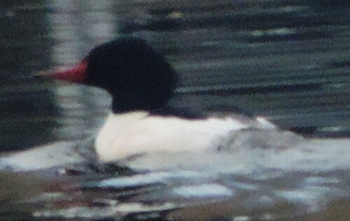 Common Merganser observed by dougbrown