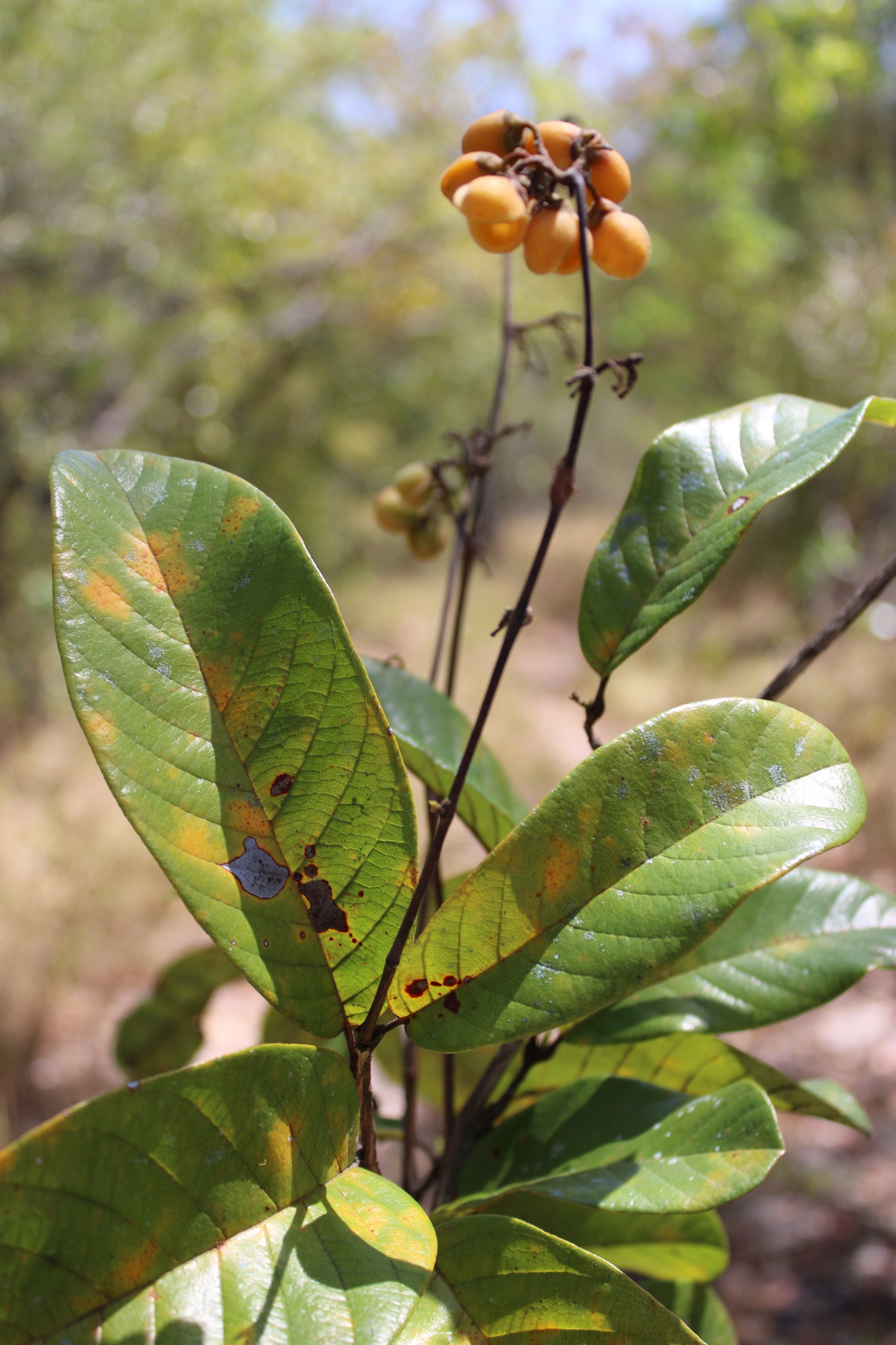 Davilla cearensis