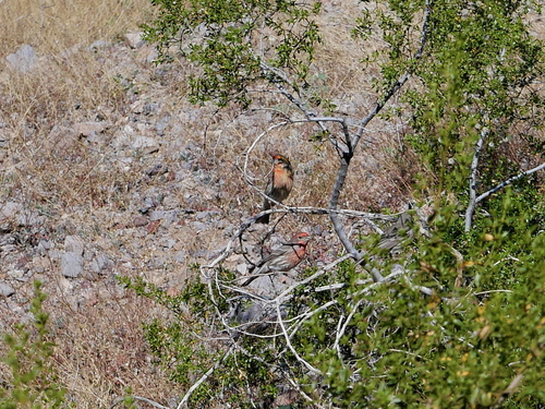House Finch observed by rojasburke
