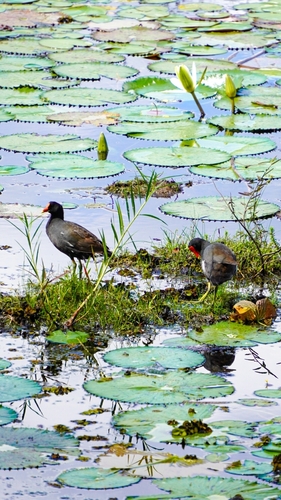 Galinha-d'água observed by sobral_