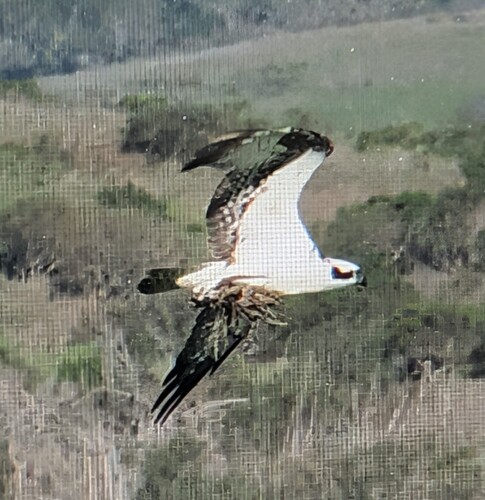 Osprey observed by jmaughn