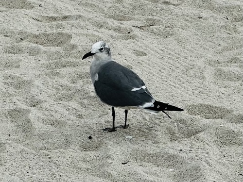 Laughing Gull observed by bottanydot