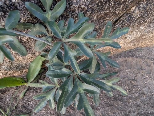 Wild Granadilla (Adenia digitata)