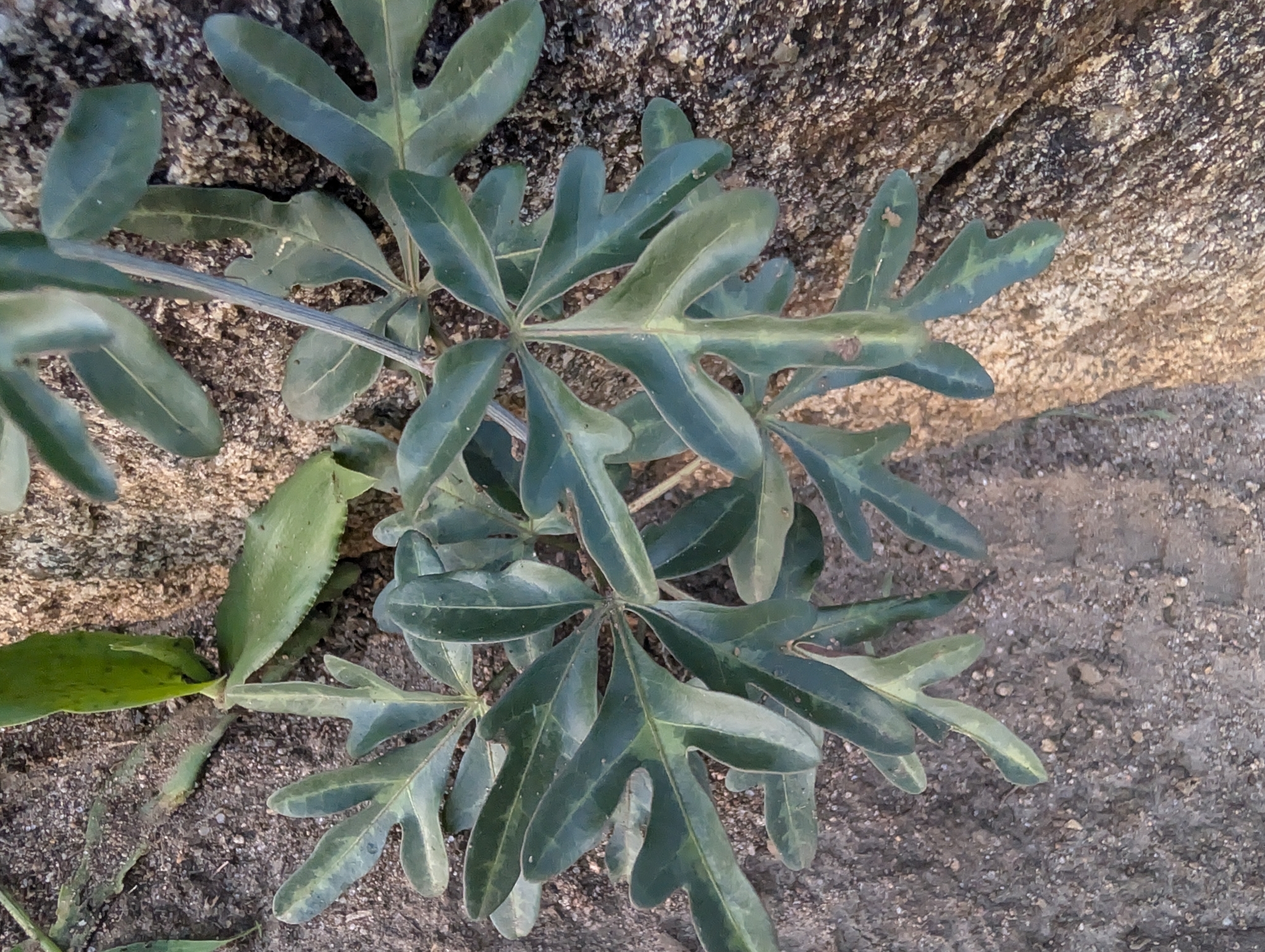 Wild Granadilla (Adenia digitata)