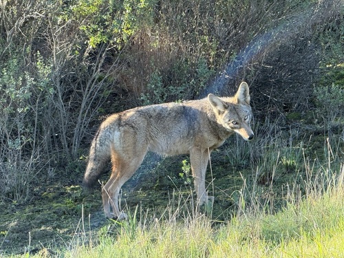 Coyote observed by eeya