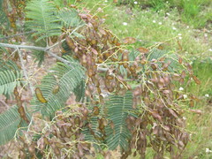 Акация серебристая (Acacia dealbata): происхождение и применение — фото 3