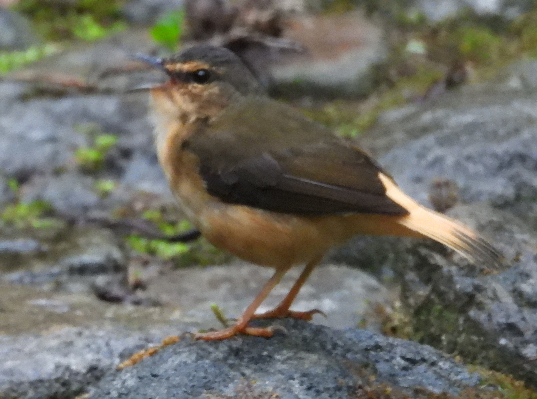 Buff-rumped Warbler (Myiothlypis fulvicauda), photo 2